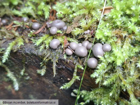 Lycogala epidendrum
