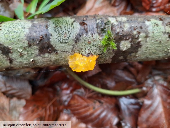 Tremella mesenterica