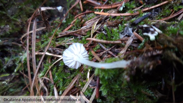 Mycena