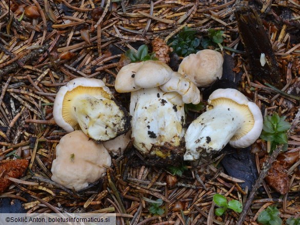 Cantharellus pallens