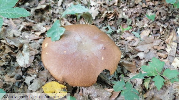 Boletus appendiculatus