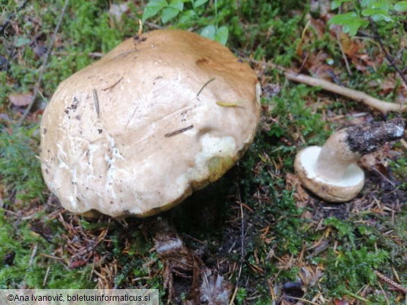 Boletus edulis