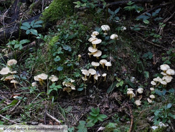 Lyophyllum daonense