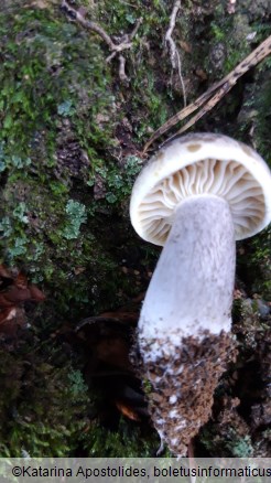 Tricholoma saponaceum