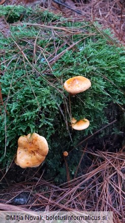 Hygrophoropsis aurantiaca