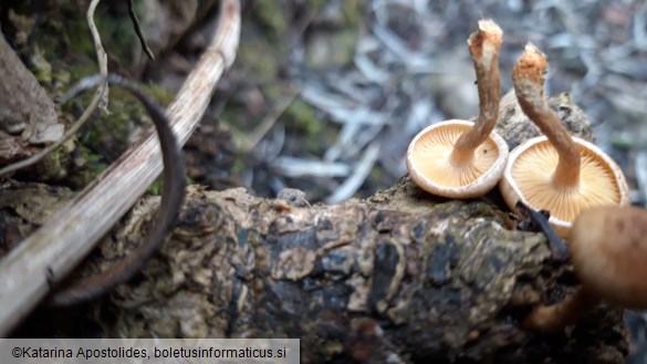 Tubaria furfuracea