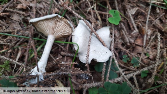 Clitocybe odora