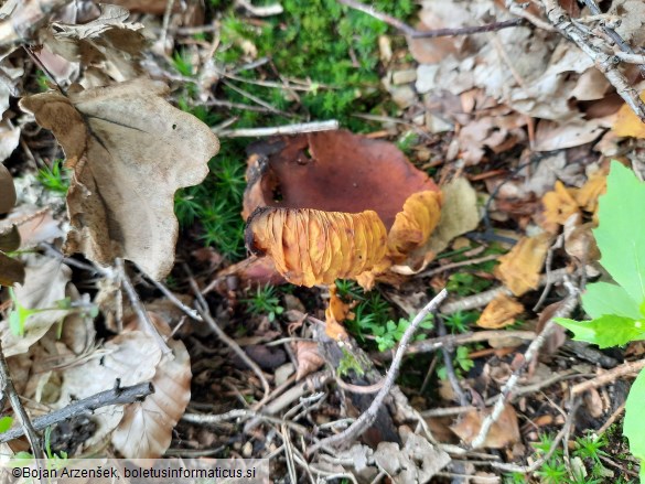 Phylloporus pelletieri