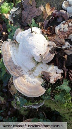 Trametes gibbosa