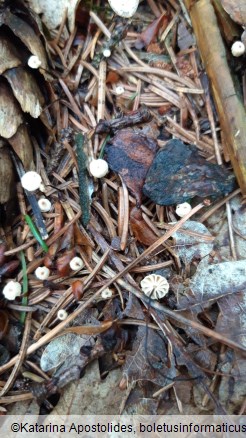 Marasmius bulliardii f. acicola