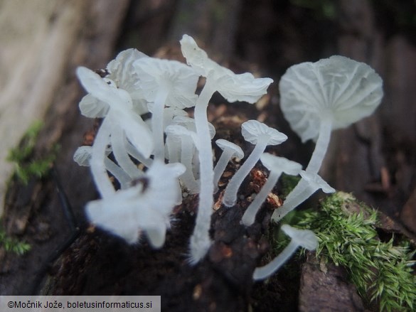 Hemimycena hirsuta