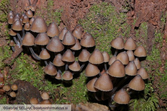 Mycena stipata