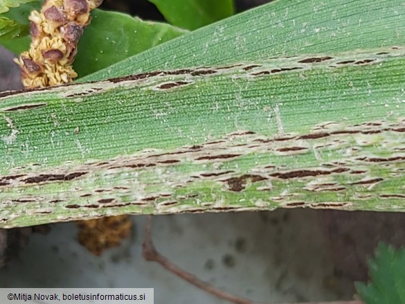 Urocystis colchici