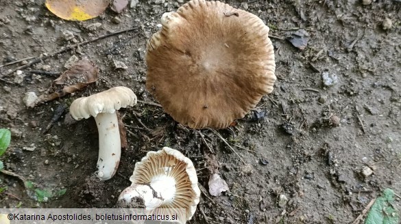 Lactarius ruginosus
