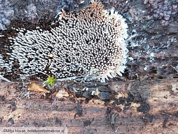 Gloiodon strigosus
