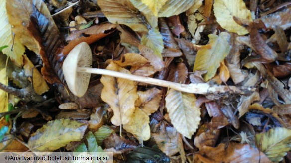 Oudemansiella radicata