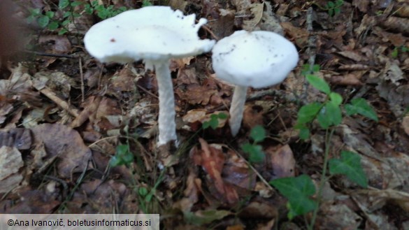 Amanita virosa