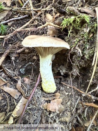Gomphidius glutinosus