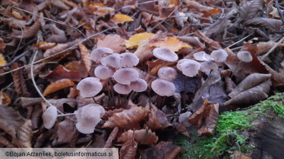 Mycena galericulata