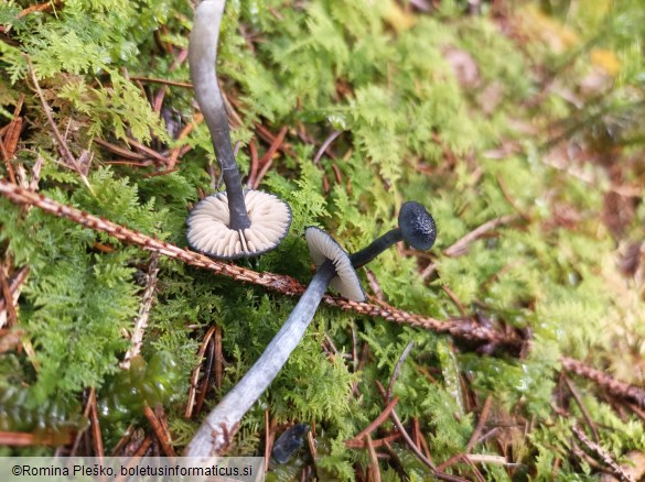 Entoloma nitidum