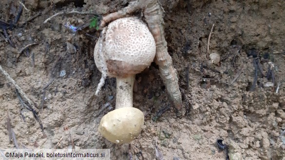 Pseudoboletus parasiticus