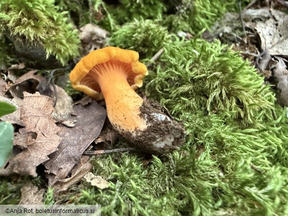 Cantharellus friesii