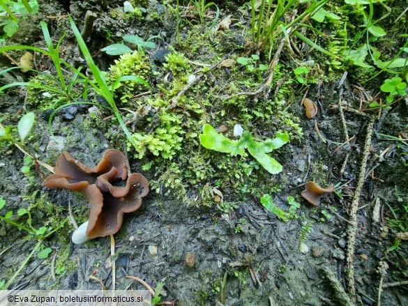 Paragalactinia michelii