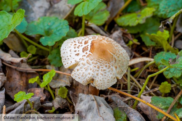 Lepiota lilacea