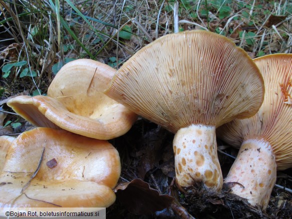 Lactarius salmonicolor