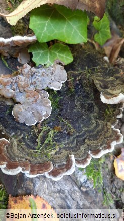 Auricularia mesenterica