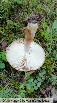 Russula foetens