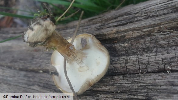 Polyporus ciliatus