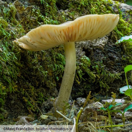 Pluteus petasatus