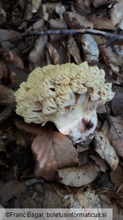 Ramaria sanguinea