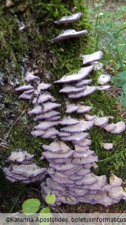 Trichaptum biforme