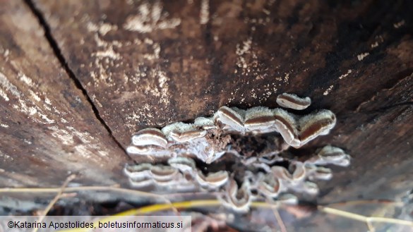Auricularia mesenterica