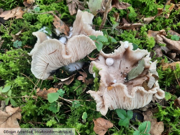 Volvariella surrecta