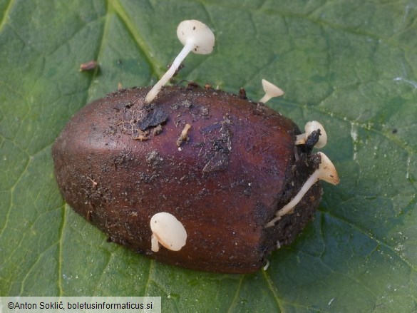 Hymenoscyphus fructigenus