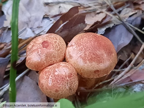 Cortinarius bolaris