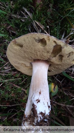 Boletus edulis