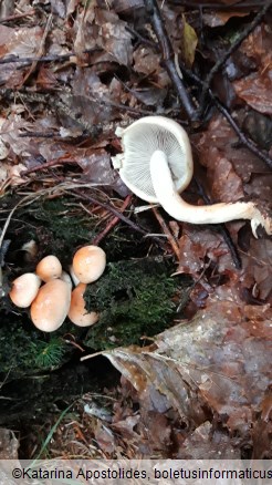 Hypholoma capnoides