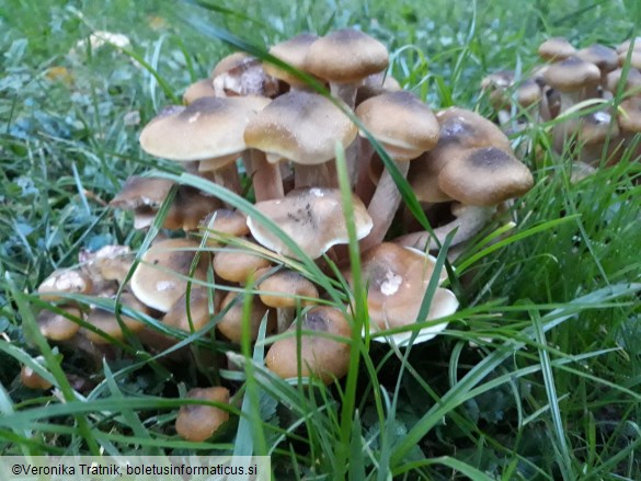 Armillaria mellea
