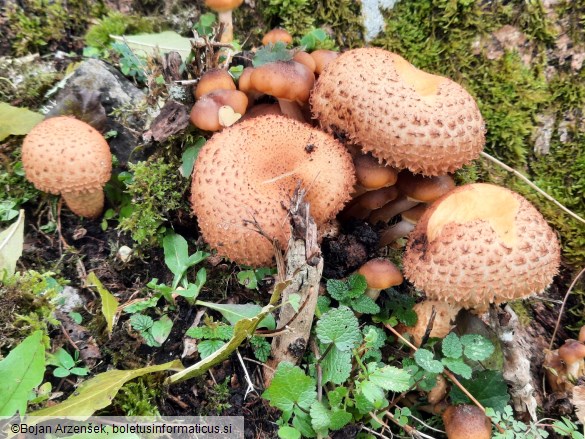 Pholiota squarrosa