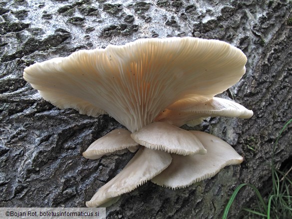 Pleurotus populinus