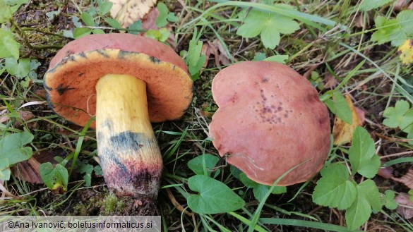 Boletus queletii