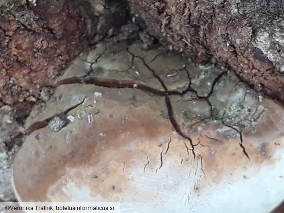 Ganoderma applanatum