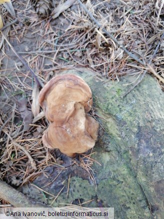 Ganoderma carnosum