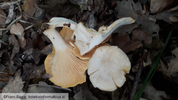 Cantharellus cibarius var. albus