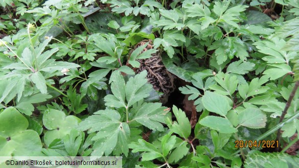 Morchella vulgaris