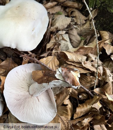Lepista glaucocana